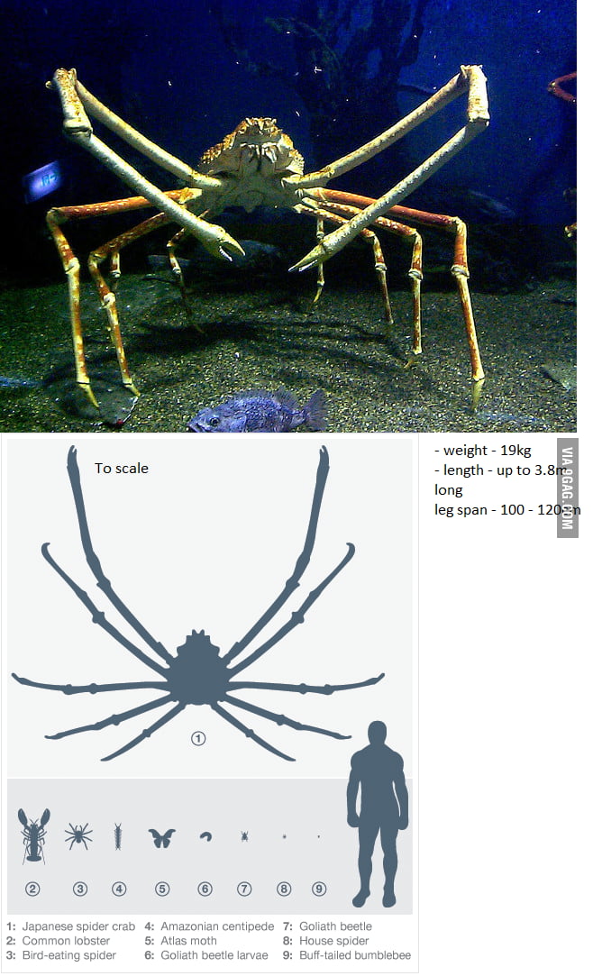 I Present To You The Nope Japanese Spider Crab 9gag