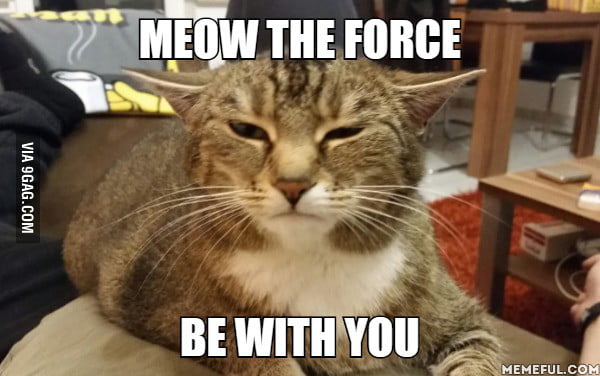 I present you my yoda cat Meow the force be with you - 9GAG