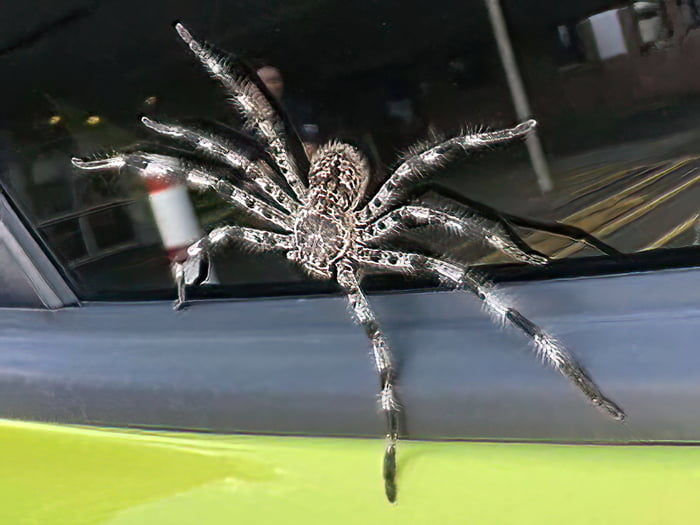 australian huntsman spider car