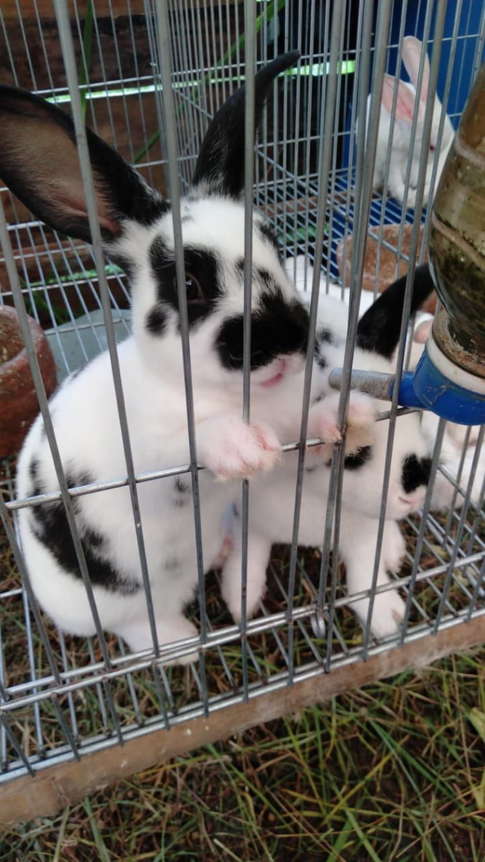 Rabit - 9GAG