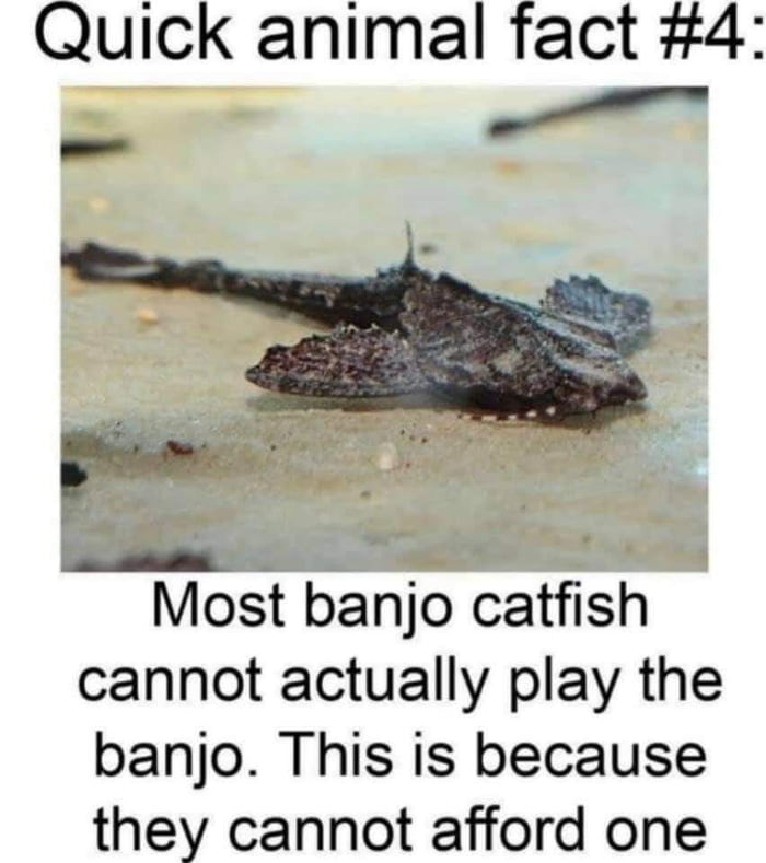 quick-animal-facts-4-9gag