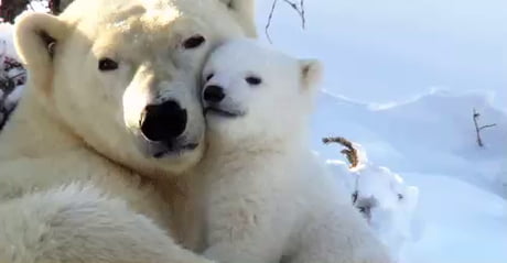 The beauty of bears