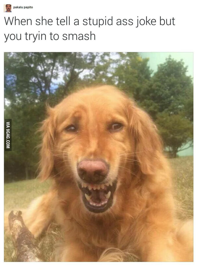 That dog's face tho 9GAG