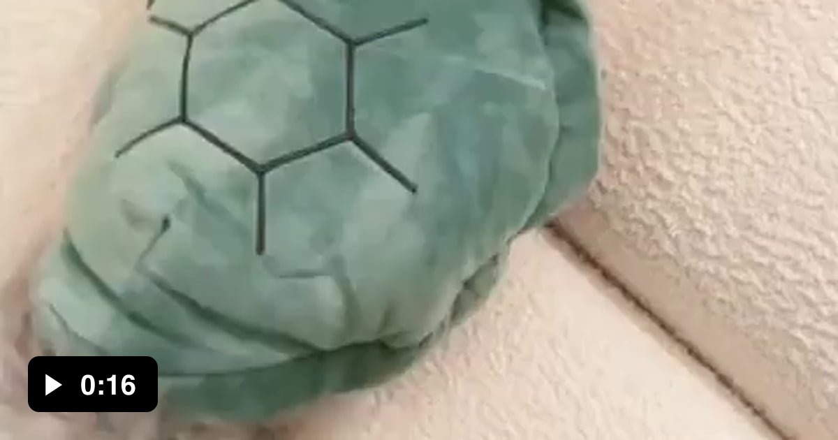 Awww turtle cat - 9GAG