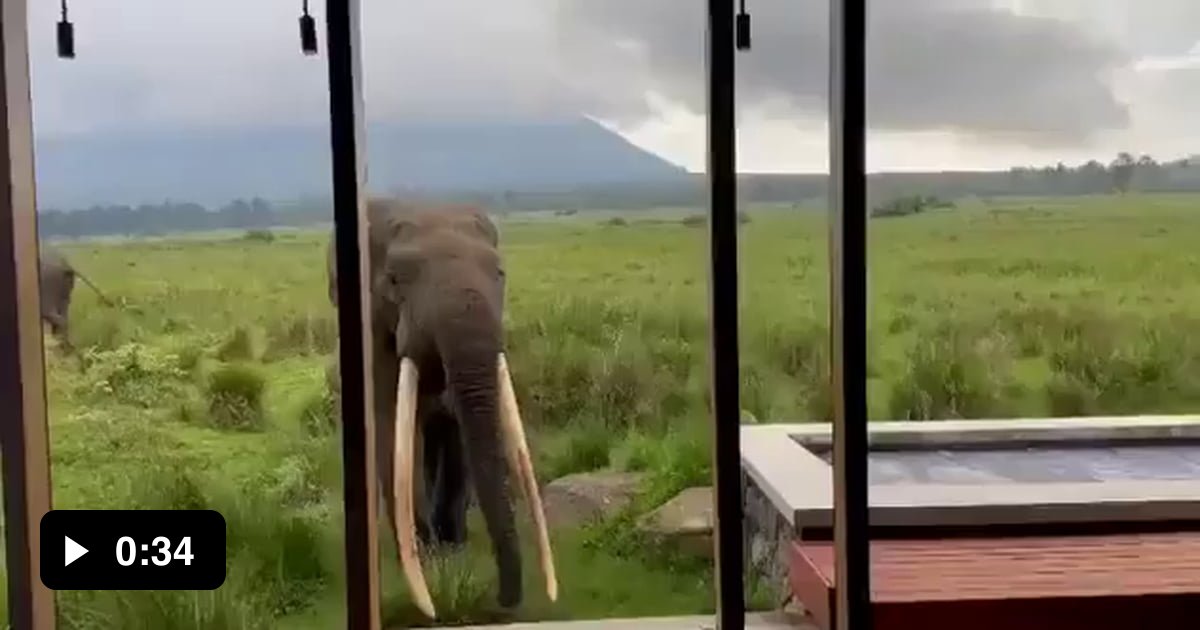 Of a male African Forest Elephant in Rwanda - 9GAG
