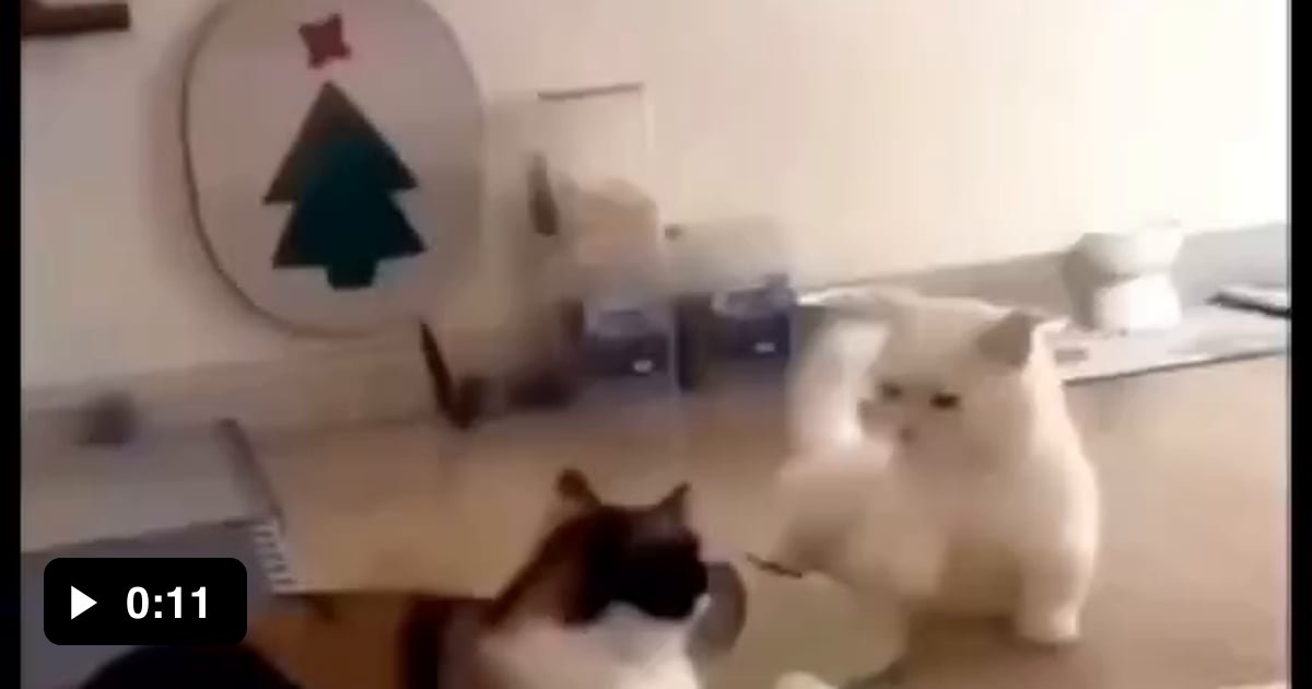 My cat doesn t scratch he puts a spell on you 9gag
