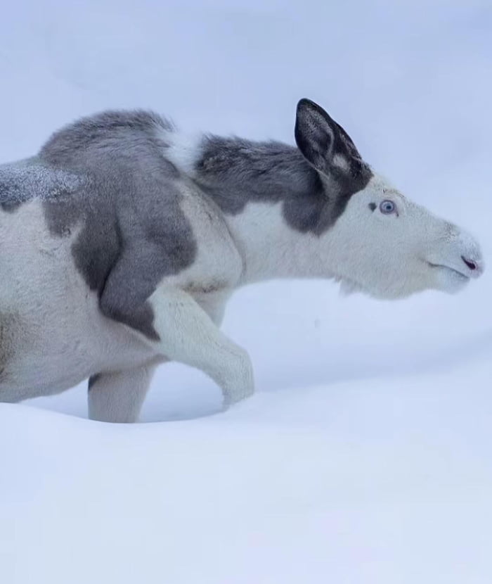 An extremely rare piebald Moose that was spotted in Norway - 9GAG