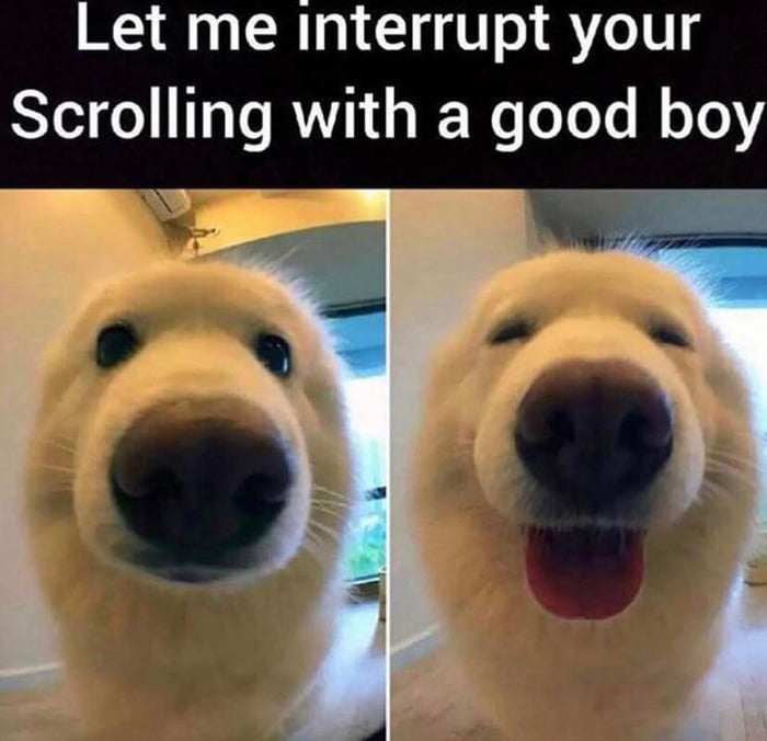 What a nice doggo - 9GAG