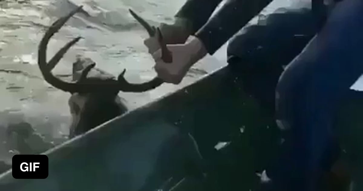 They saved this deer from drowning amazing - 9GAG