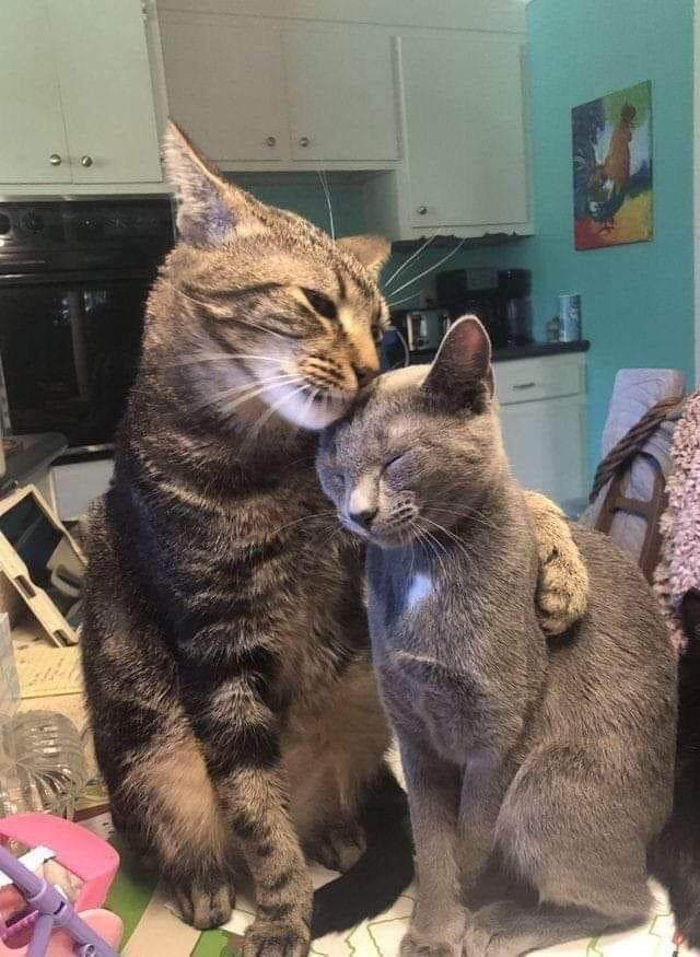 Cute Cat Couple - 9GAG