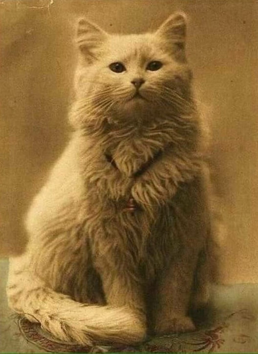 The first ever photo of a cat in history 1880 9GAG