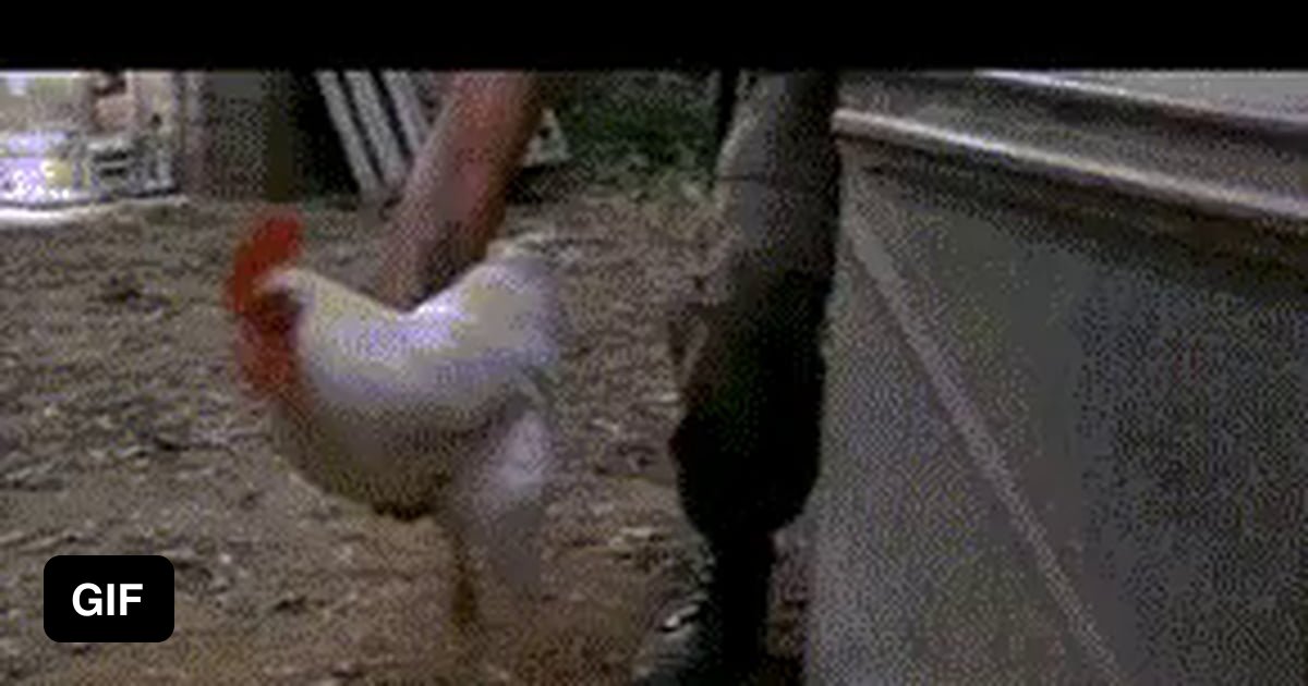 Курицы бьют курицу