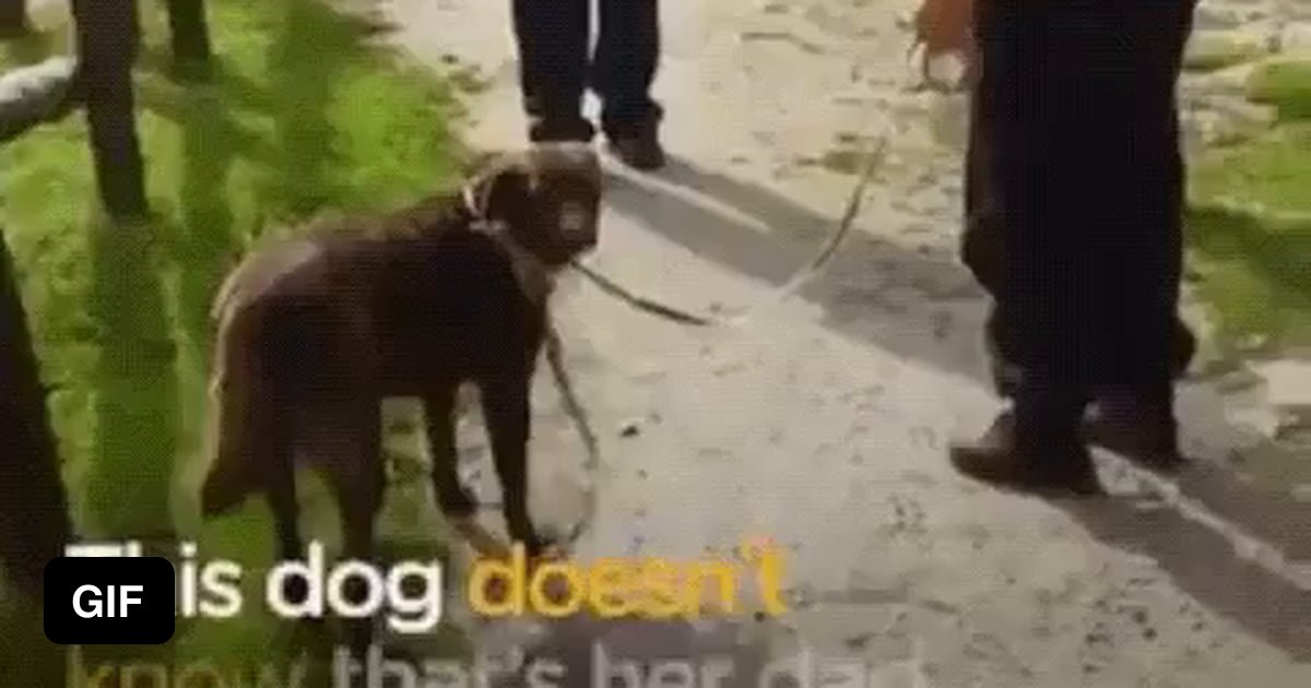 Man reunited with his lost dog - 9GAG