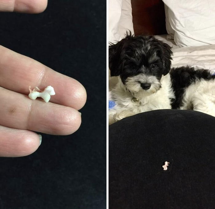 my dog lost a tooth what should i do