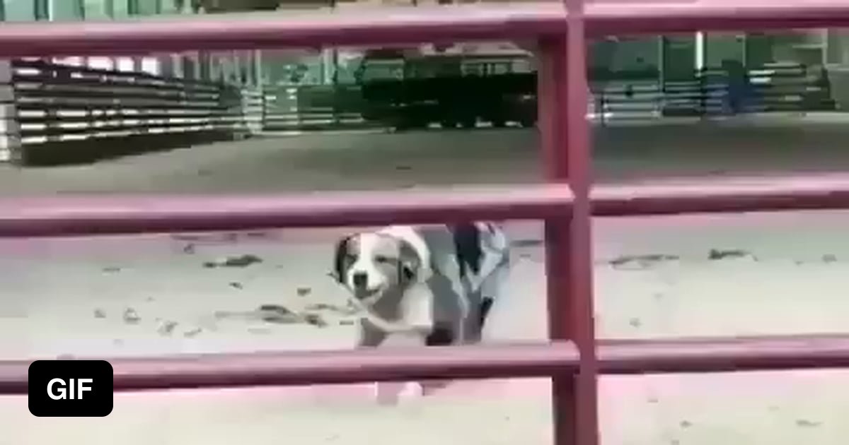 Dog jumping through a fence. 9GAG