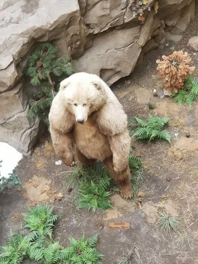 The Grolar Bear: Half Grizzly, Half Polar, All Destruction - 9GAG