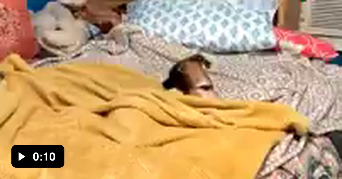 Do you really let your dog sleep in your bed?. My dog 9GAG