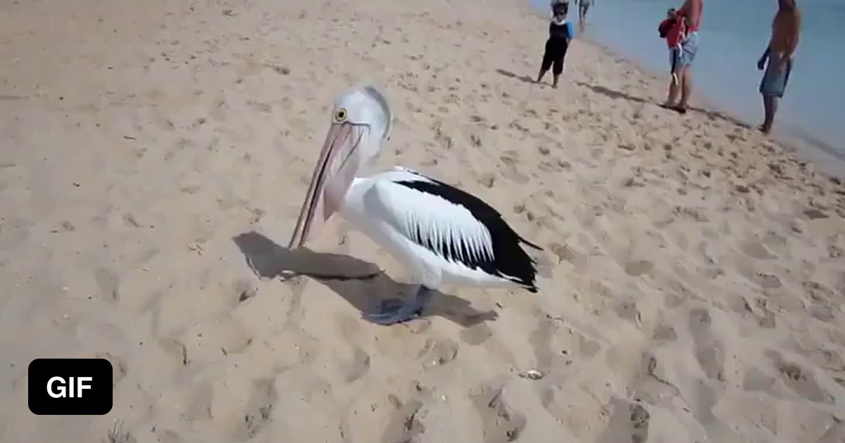 Pelican Yawn - 9GAG