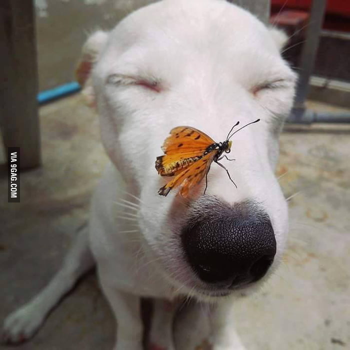Height Of Cuteness 9GAG