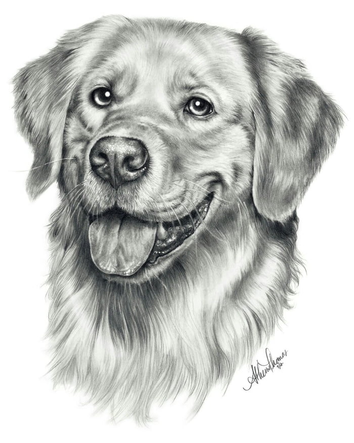 Where Can I Get A Portrait Of My Dog