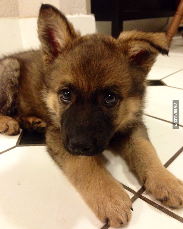 Meet Chauncey! - 9GAG