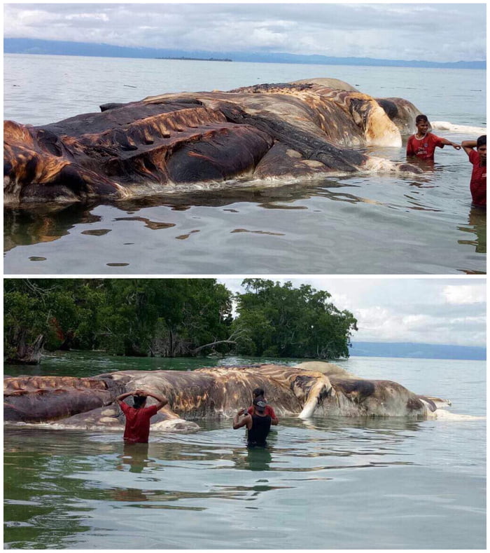 Dead Giant Octopus 'Kraken' found in Seram Island, Indonesia - 9GAG