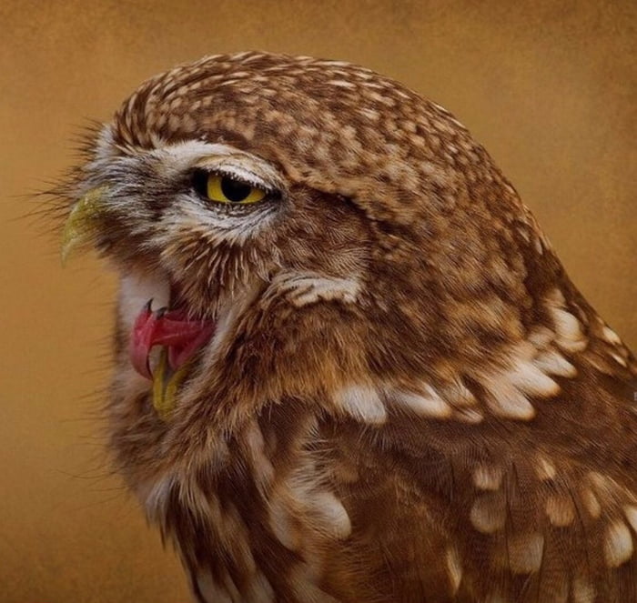 That's how owl's tongue looks like. - 9GAG
