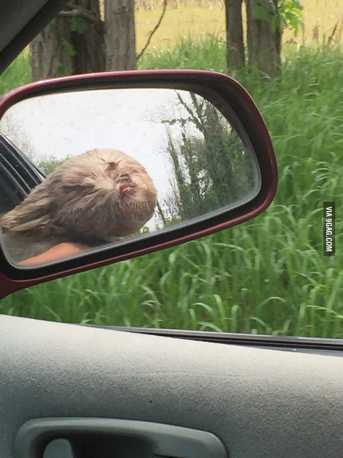 This dog was hanging out car window, looks like a ewok on a speeder 9GAG