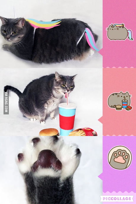 pusheen the cat real life