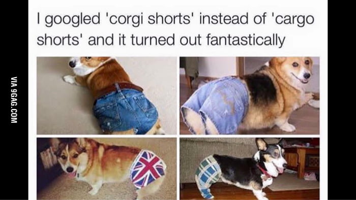 Corgi shorts 9GAG