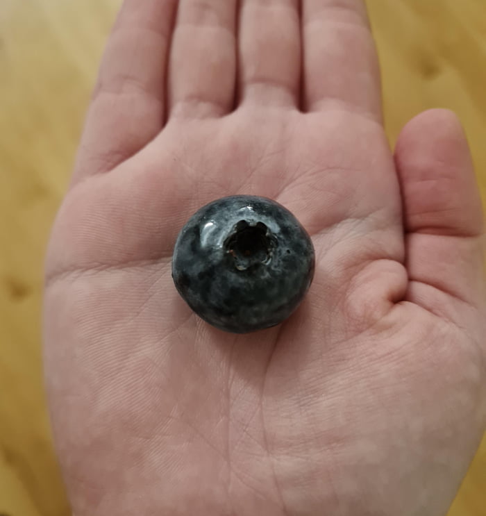 This absolute unit of a blueberry - 9GAG
