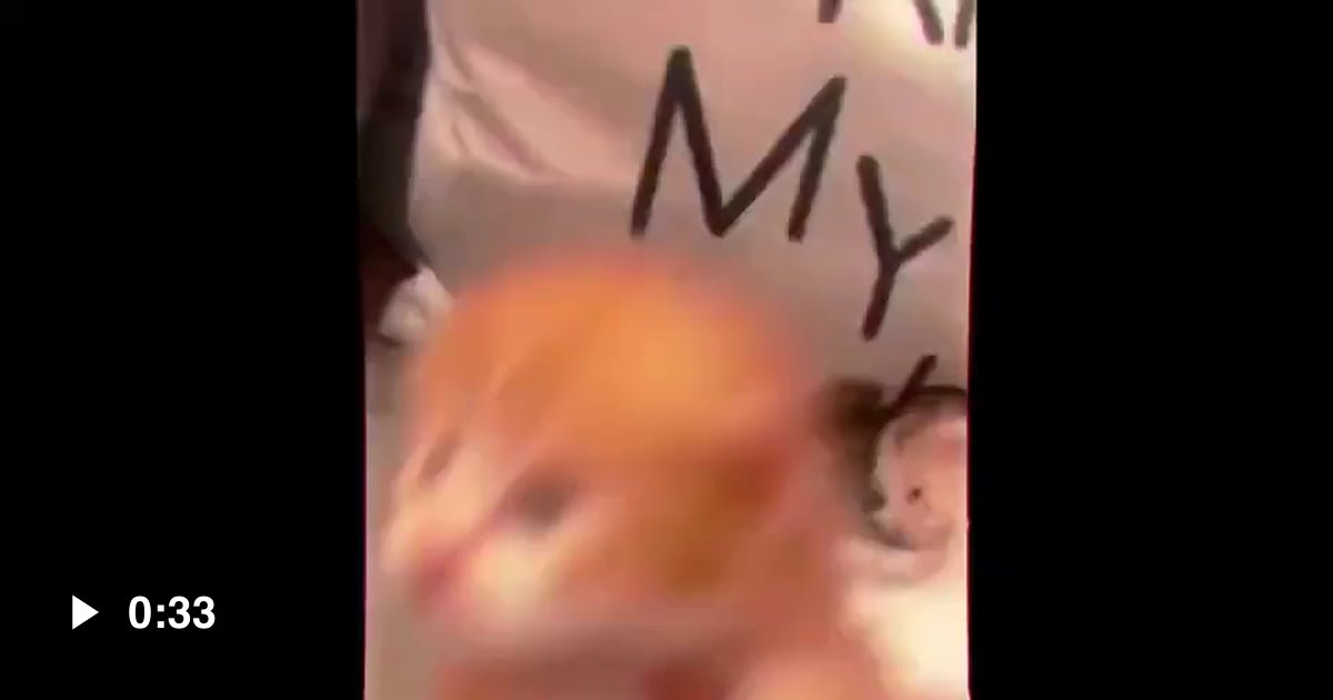 The Halal Cats Defenders Of Allah 9GAG the-halal-cats-defenders-of-allah-9gag
