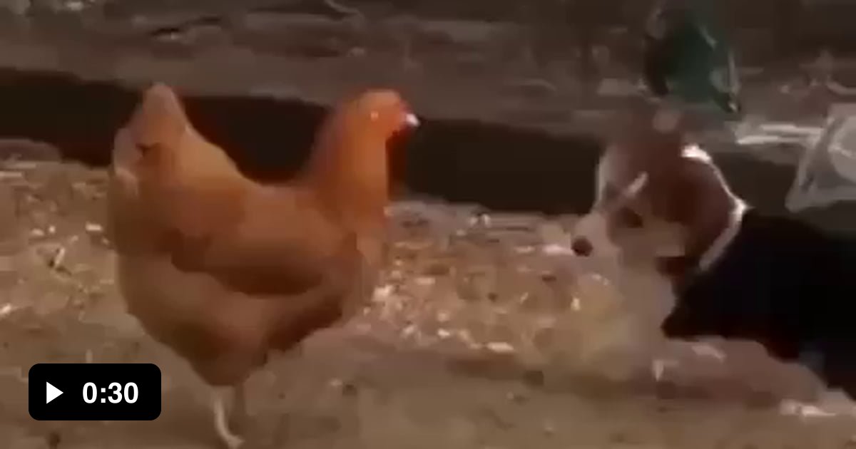 Dog Vs chicken and secret weapon 😋 9GAG