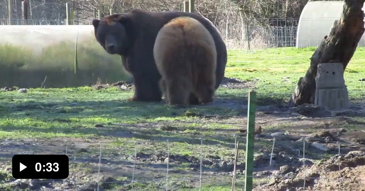 Grizzly bear looks like a cub next to a Kodiak bear! 9GAG