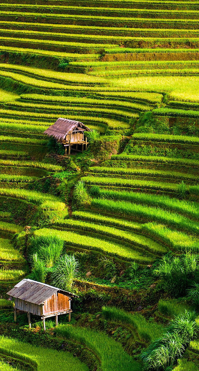 Rice field, Indonesia - 9GAG