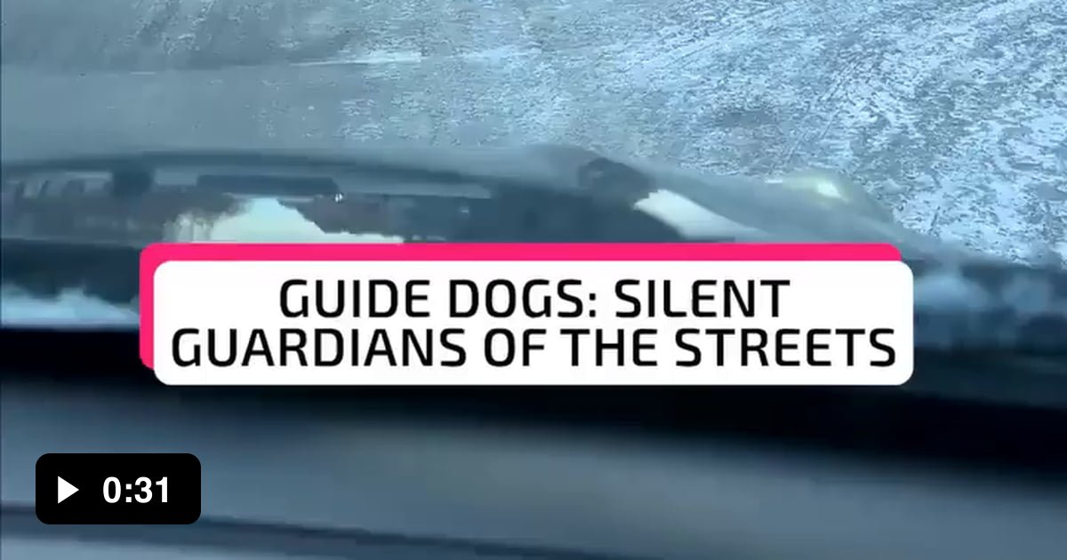 Blind man safely crosses the road, thanks to his loyal guide dog - 9GAG