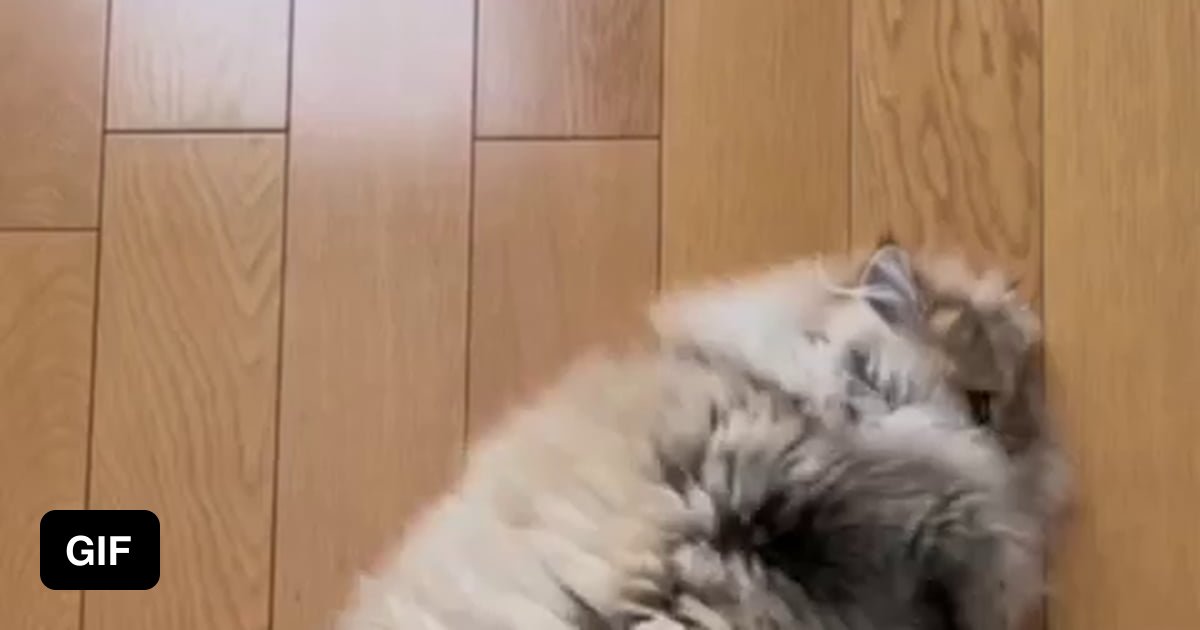 So fluffy I'm gonna die 9GAG