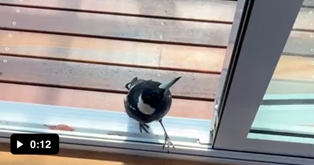 Bloody cheeky magpie raiding the dogfood! - 9GAG