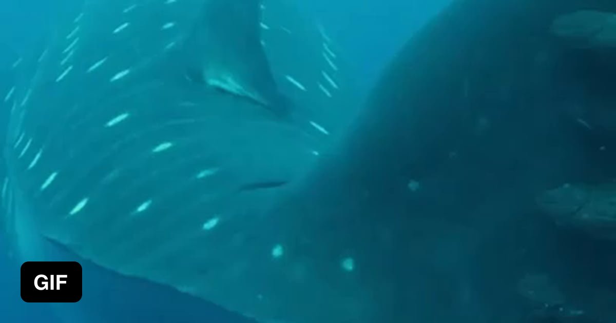 Remoras Catching A Ride On The Tail Of A Whale Shark The Pair Shares A