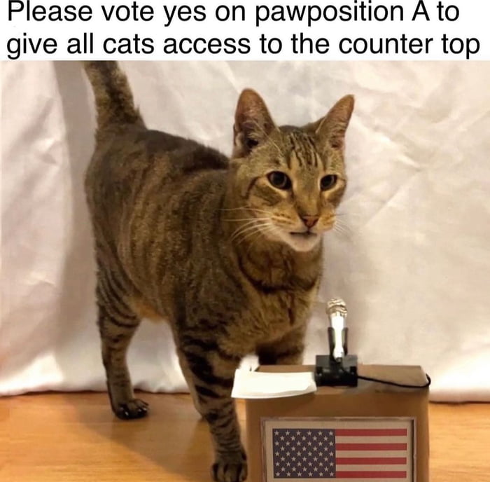 Don't forget to vote for congress kitty ! - 9GAG