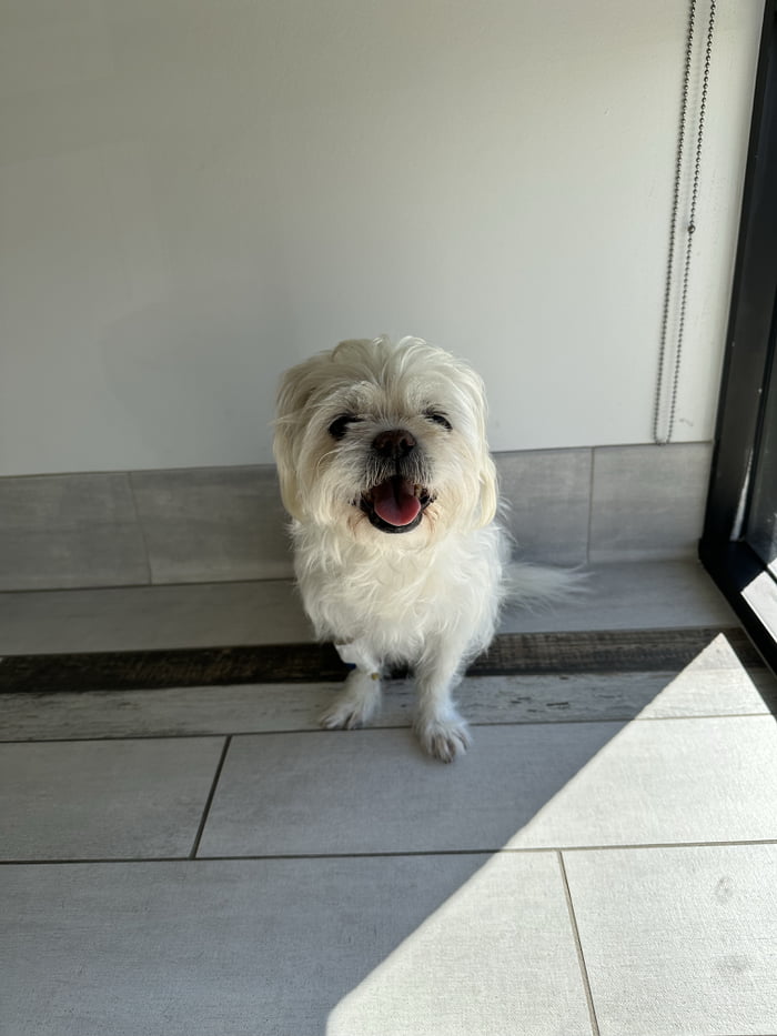 I put down my dog, he had been having heart issues and I was given the choice to either doses up