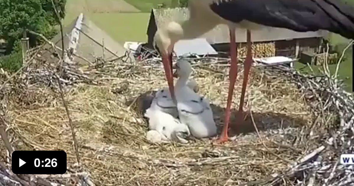 A Stork mother, making a tough decision, by throwing one of her chicks