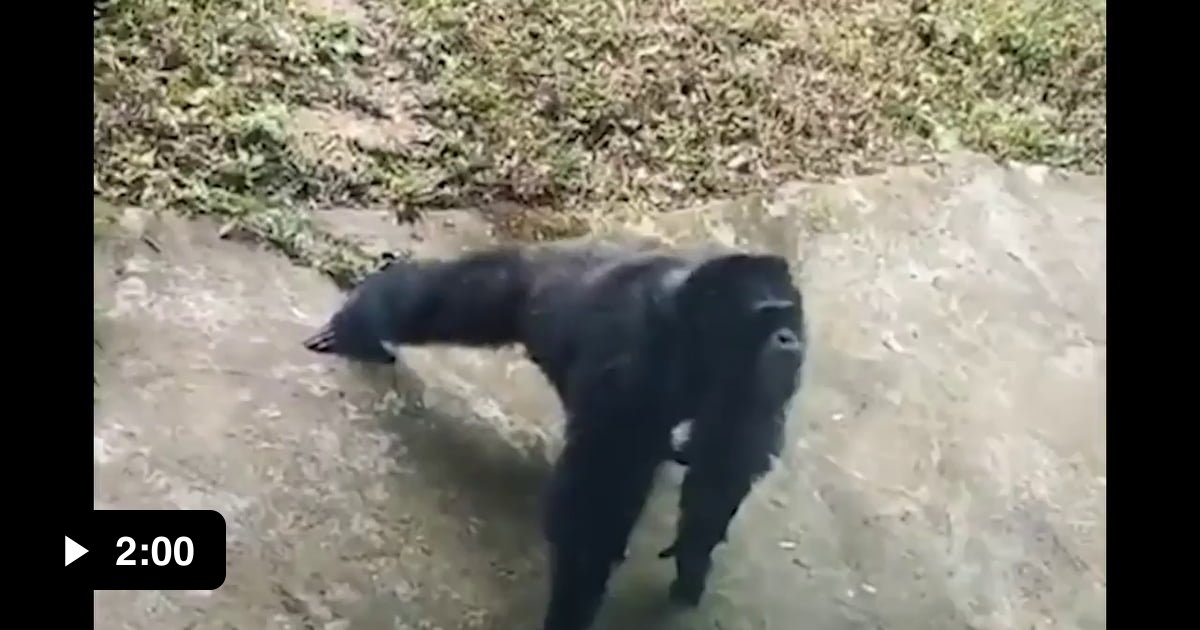 This 21-year-old chimpanzee is fond of push-ups, laundry day, manicure ...