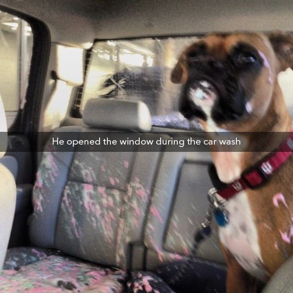 Dog actually managed to open the window during a car wash. 9GAG