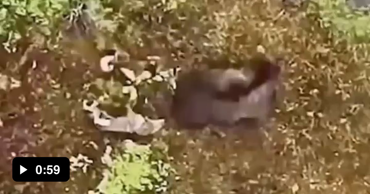 Pack of wolves tries taking down a bear. - 9GAG