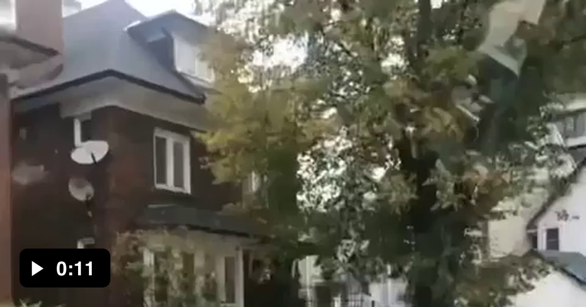 The excited dog jumped up so adorable 9GAG