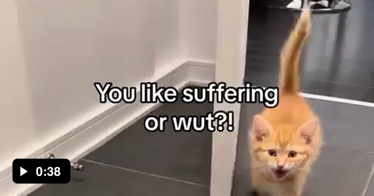 Tf hooman?! Why cant you groom urself like us cats! 9GAG