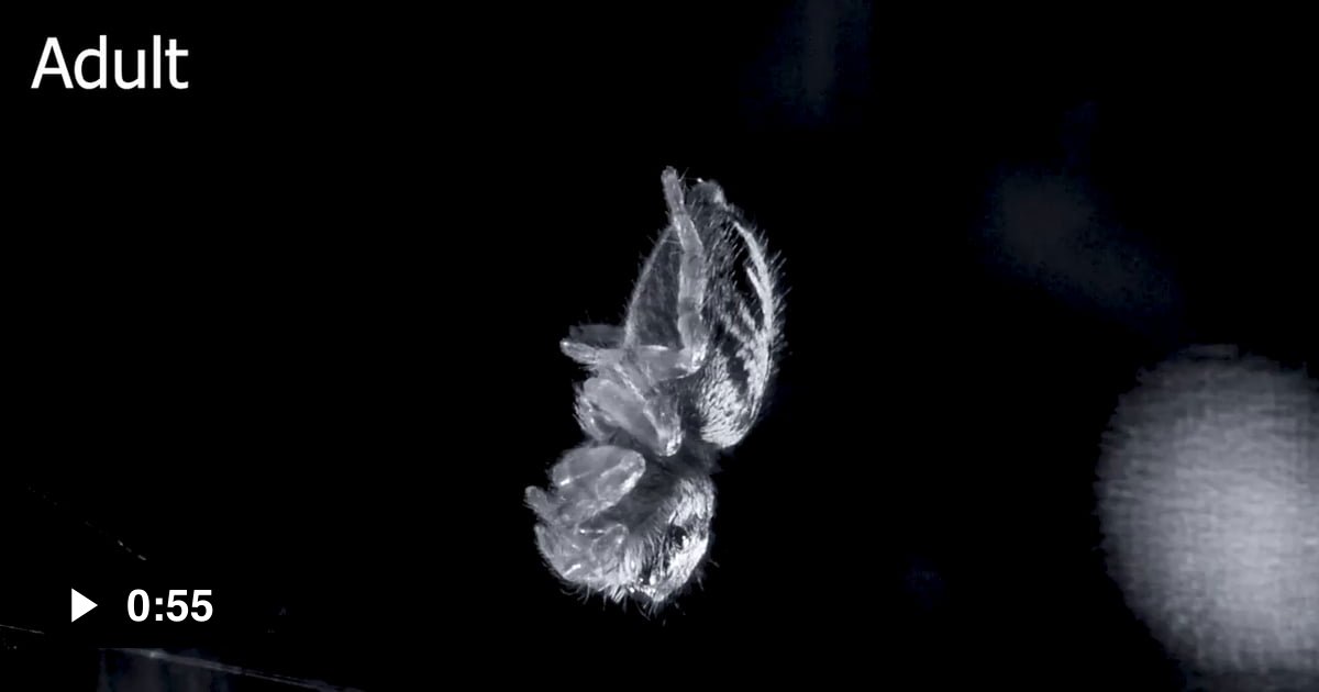 Jumping spiders discovered sleeping experience muscle twitches and eye