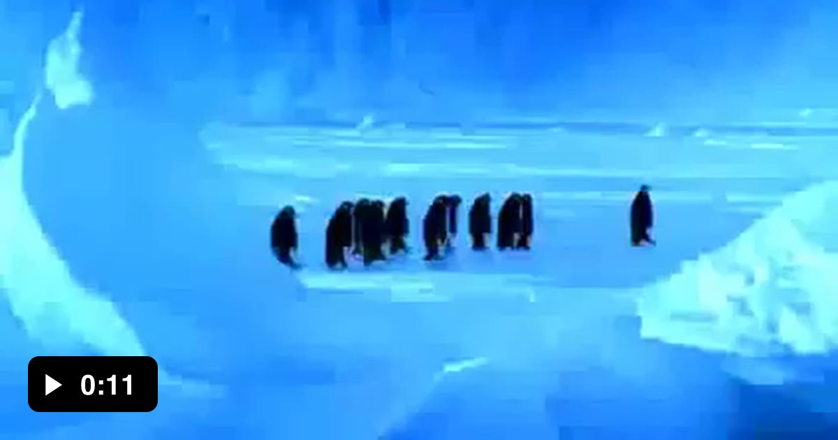 Penguin falls down resulting in the best sound - 9GAG