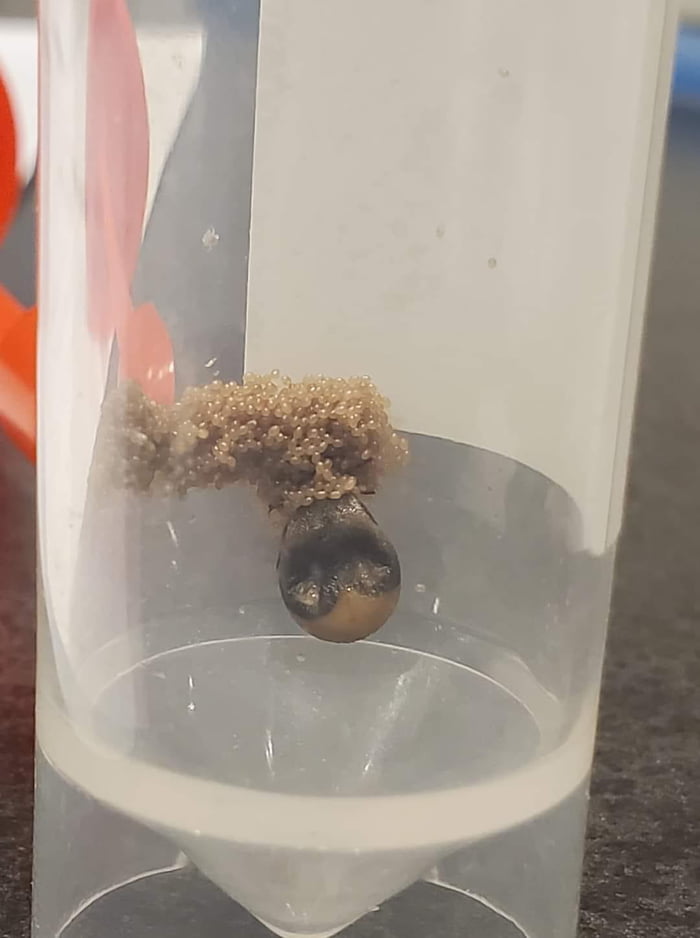 This tick has been hanging around for us to show people for a while